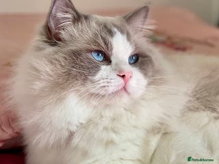 Ragdoll cats Ragdoll King – Blue Point Bicolour - Advert 17