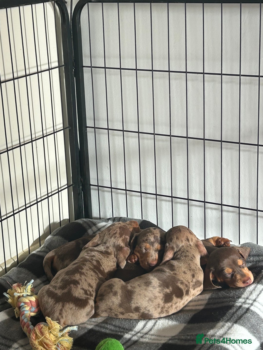Miniature Dachshund dogs for sale: Chocolate dapple miniature dachshunds  - Advert 3