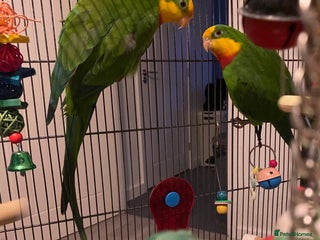 Parrots birds in Boston - Advert 5