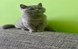 British Shorthair cats for sale: Beautiful British Shorthair kittens - Image 12