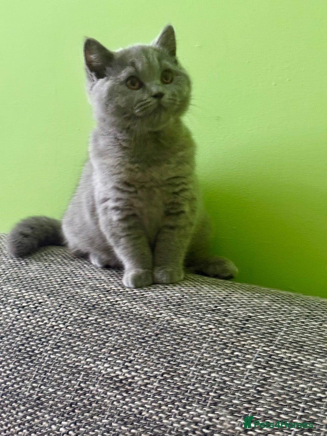 British Shorthair cats for sale: Beautiful British Shorthair kittens - Image 12