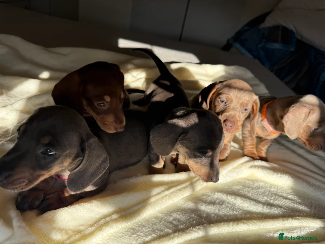 Dachshund dogs for sale: dachshund puppies - Advert 2