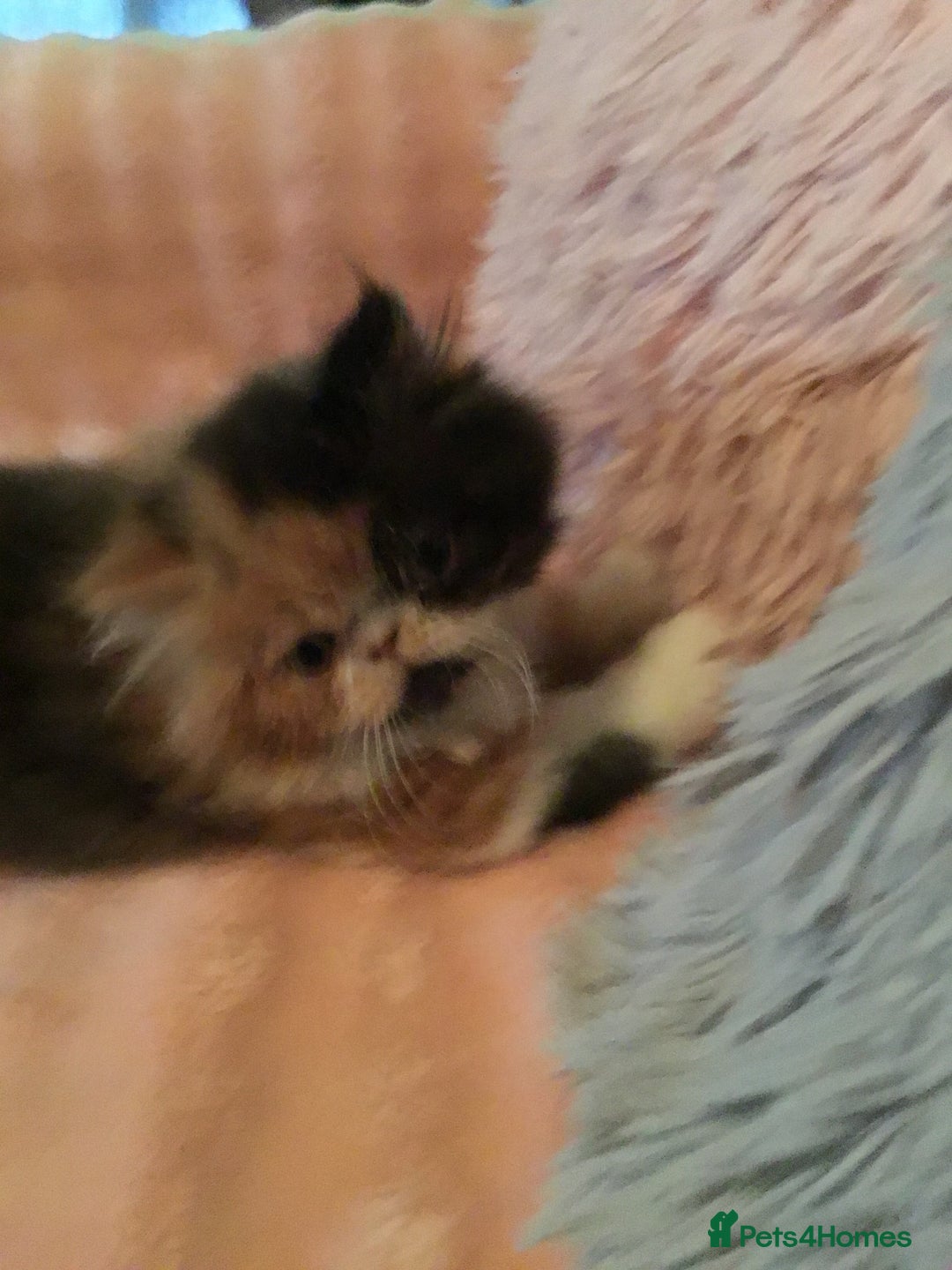 Persian cats for sale: GCCF Registered Persian Female  - Image 6