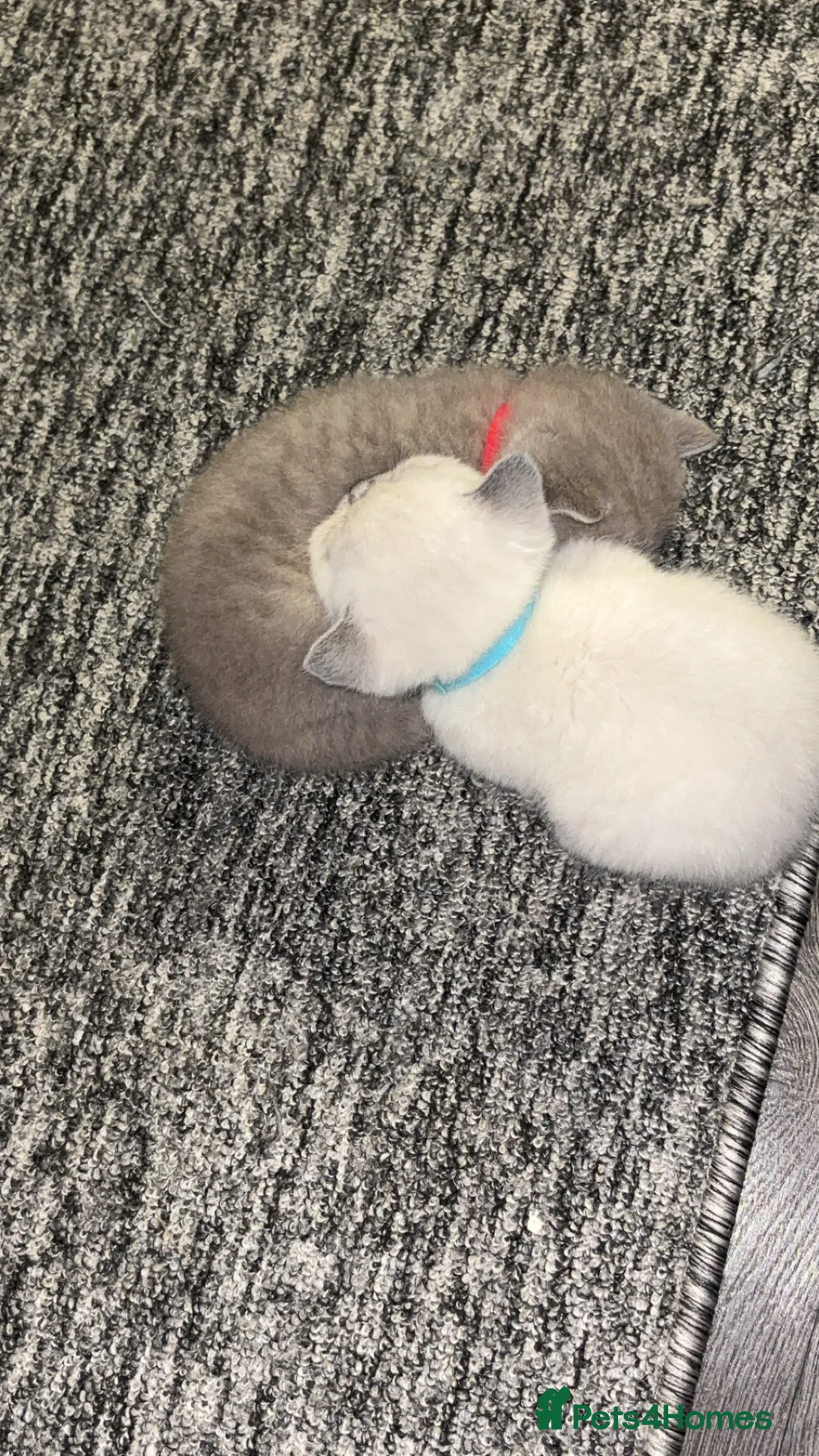 British Shorthair cats for sale: Adorable Pedigree British shorthairs  - Advert 2