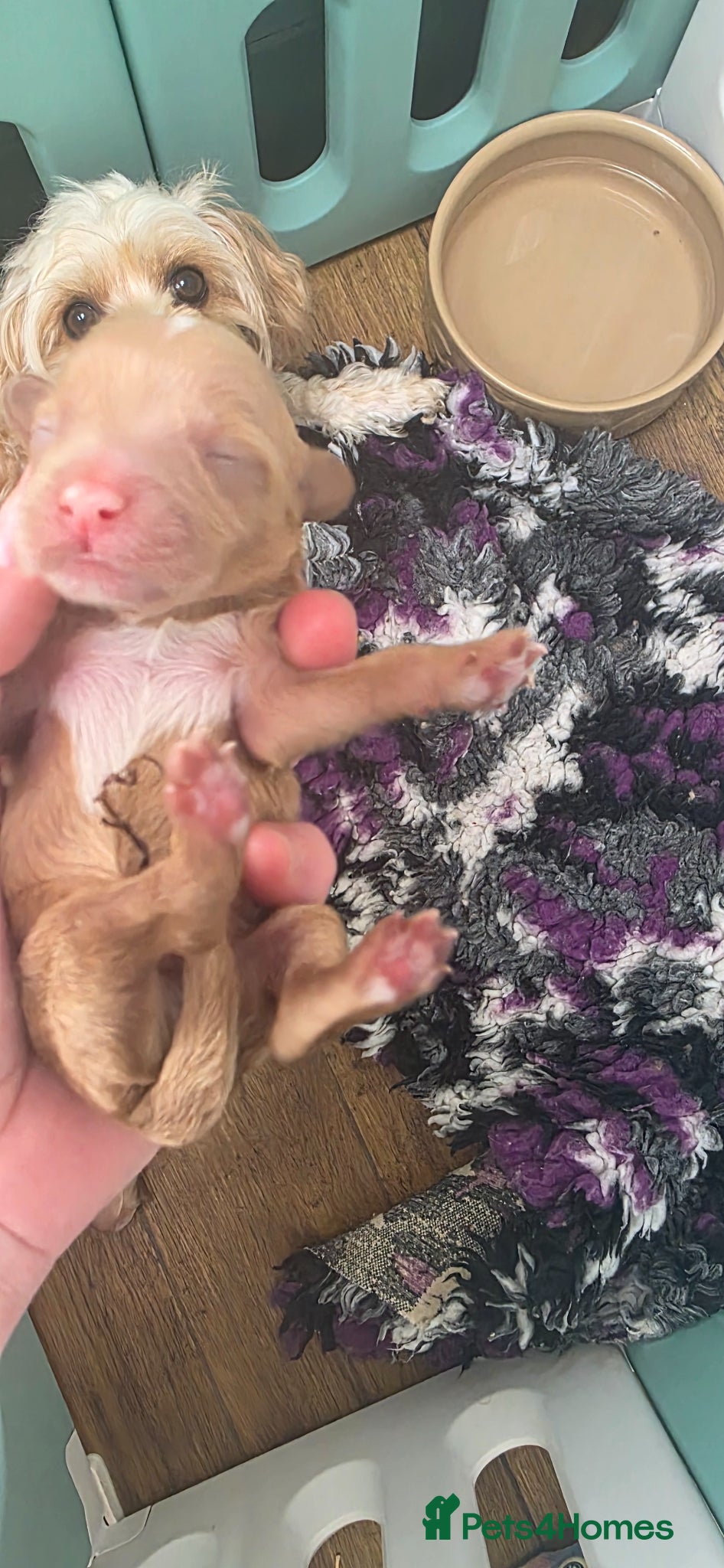 Cavapoochon dogs for sale: Exquisite Health Tested Cavapoochon Puppies  - Advert 4