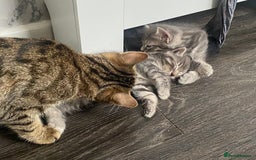 Ragdoll cats for sale: Ragdoll cross tabby kittens  - Advert 1