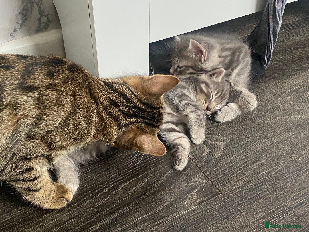 Ragdoll cats for sale: Ragdoll cross tabby kittens  - Advert 1