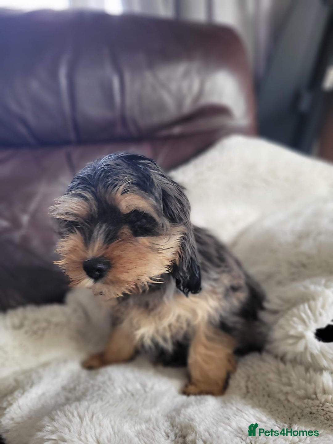 Cockapoo dogs for sale: American cockapoo - Advert 5