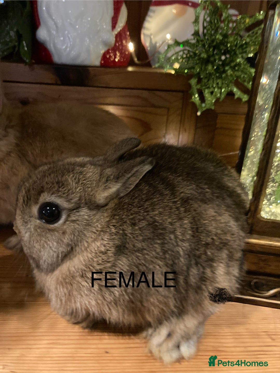 Netherland Dwarf rabbits for sale: Pure bred Netherland Dwarf Rabbits - Advert 9