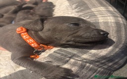Staffordshire Bull Terrier dogs for sale: 💥READY TO LEAVE NOW 💥 PURE BLUE STAFFS PUPS🩵 in Barnsley - Image 13