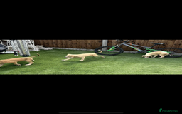 Lurcher dogs for sale: Beautiful Lurcher Puppies – Well Bred, Ready Now! - Image 2