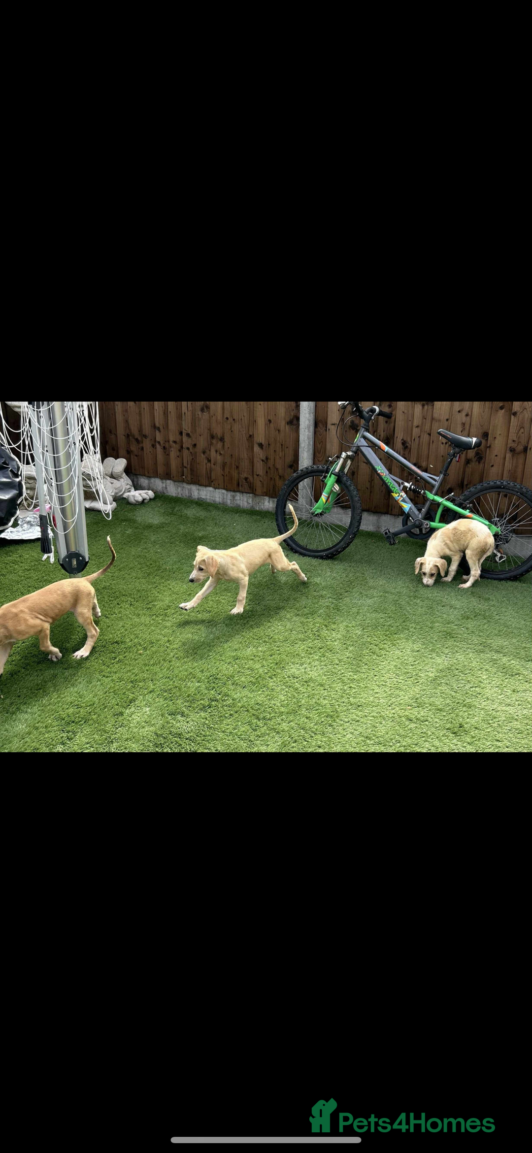 Lurcher dogs for sale: Beautiful Lurcher Puppies – Well Bred, Ready Now! - Image 2