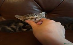 Mixed Breed cats for sale: black and tabby kittens looking for new home  - Image 1