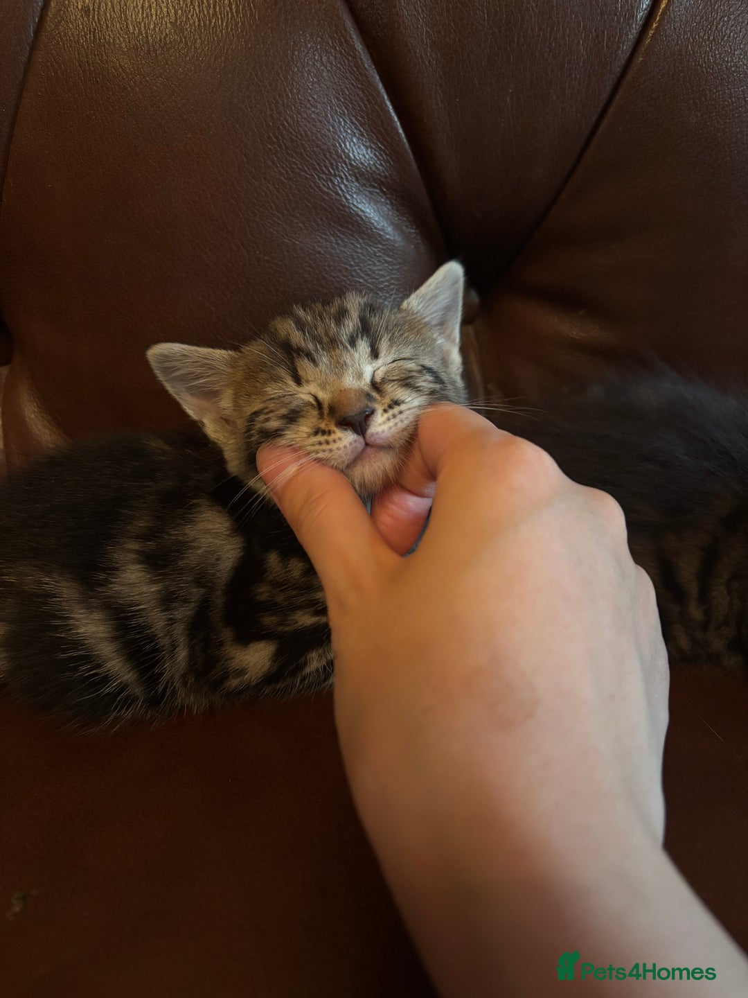 Mixed Breed cats for sale: black and tabby kittens looking for new home  - Image 1