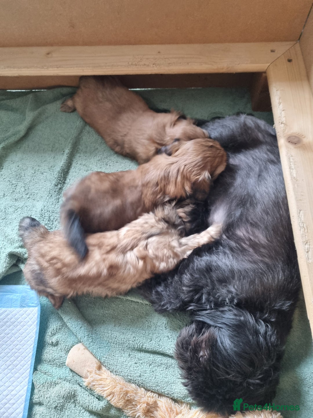 Shih Tzu dogs for sale: Imperial shitzus brown - Image 1