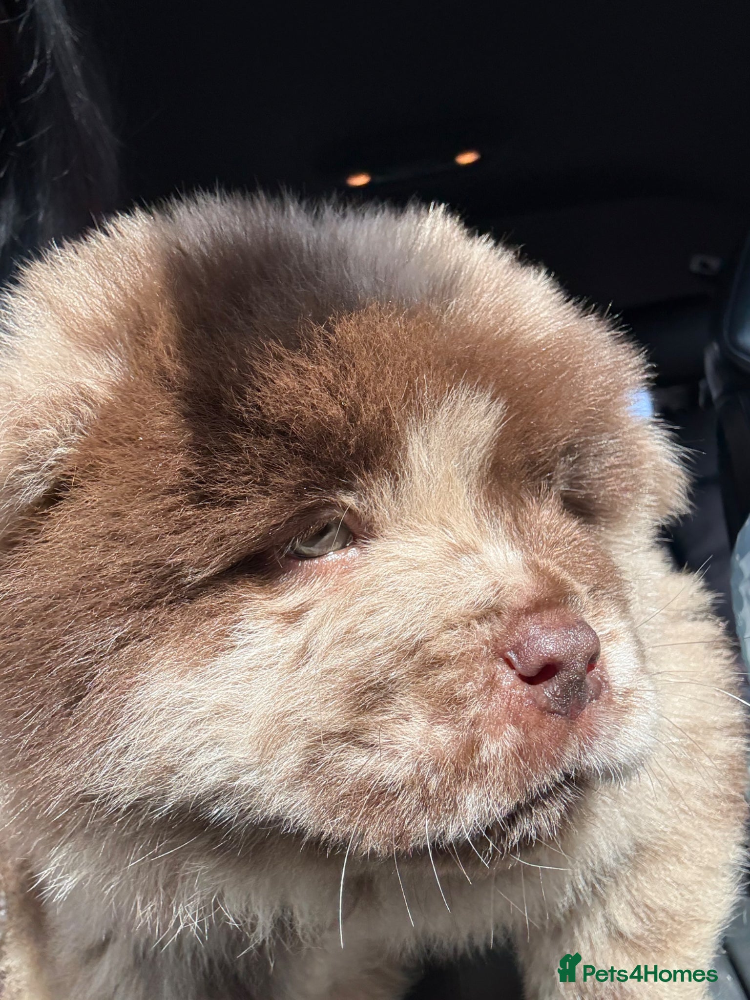 Chow Chow dogs Chow Puppies - Advert 5