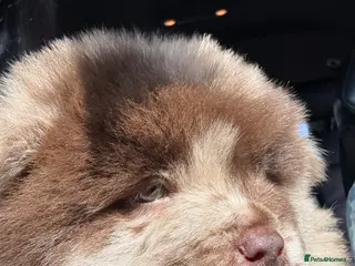 Chow Chow dogs Chow Puppies - Advert 5