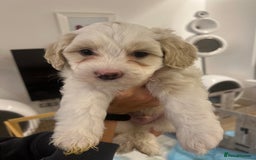 Mixed Breed dogs for sale: Tiboodle Puppies – Toy Poodle x Tibetan Terrier - Advert 24