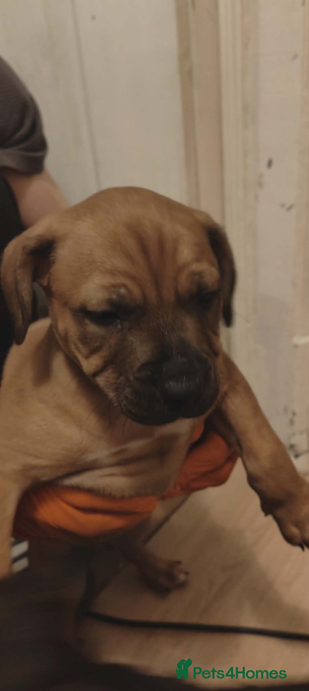 Staffordshire Bull Terrier dogs for sale: Beautiful stunning staffy puppies READY To go !!! - Advert 1