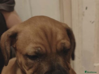 Staffordshire Bull Terrier dogs Beautiful stunning staffy puppies READY To go !!! - Advert 1