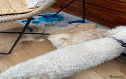 Maltipoo dogs for sale: Adorable F1 Havapoo Puppies | 2 BOYS 1 GIRL - Image 7