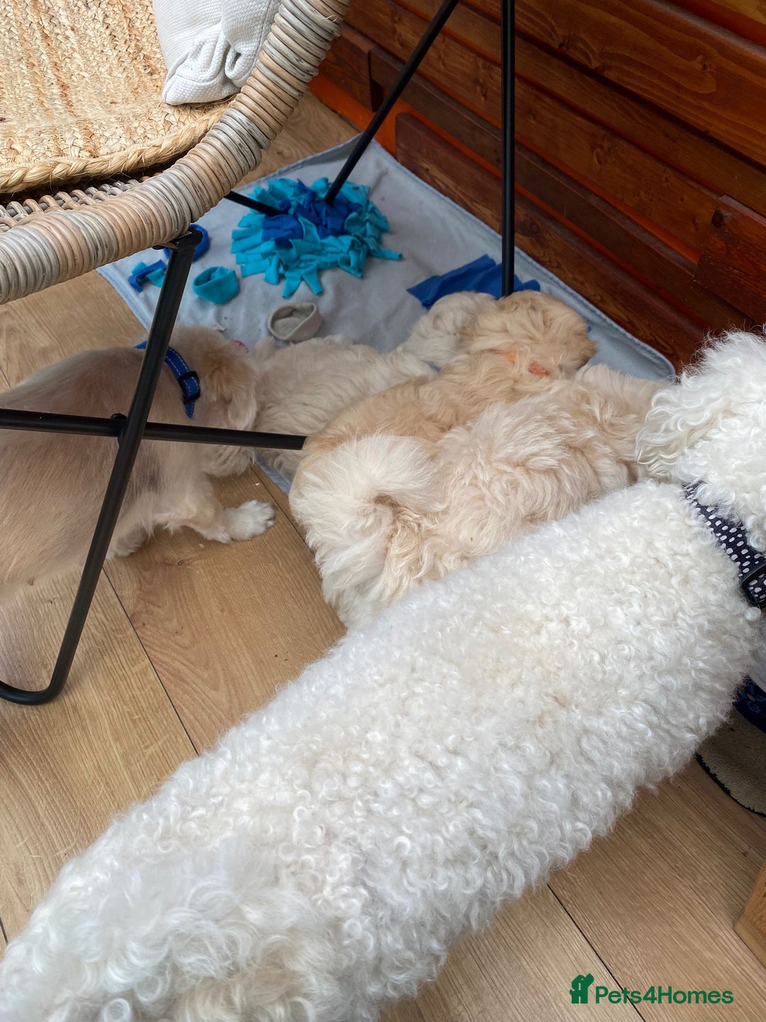 Maltipoo dogs for sale: Adorable F1 Havapoo Puppies | 2 BOYS 1 GIRL - Image 7