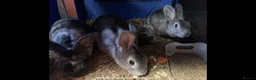 Chinchilla rabbits for sale: Mix of cute rabbits in Liverpool - Advert 4