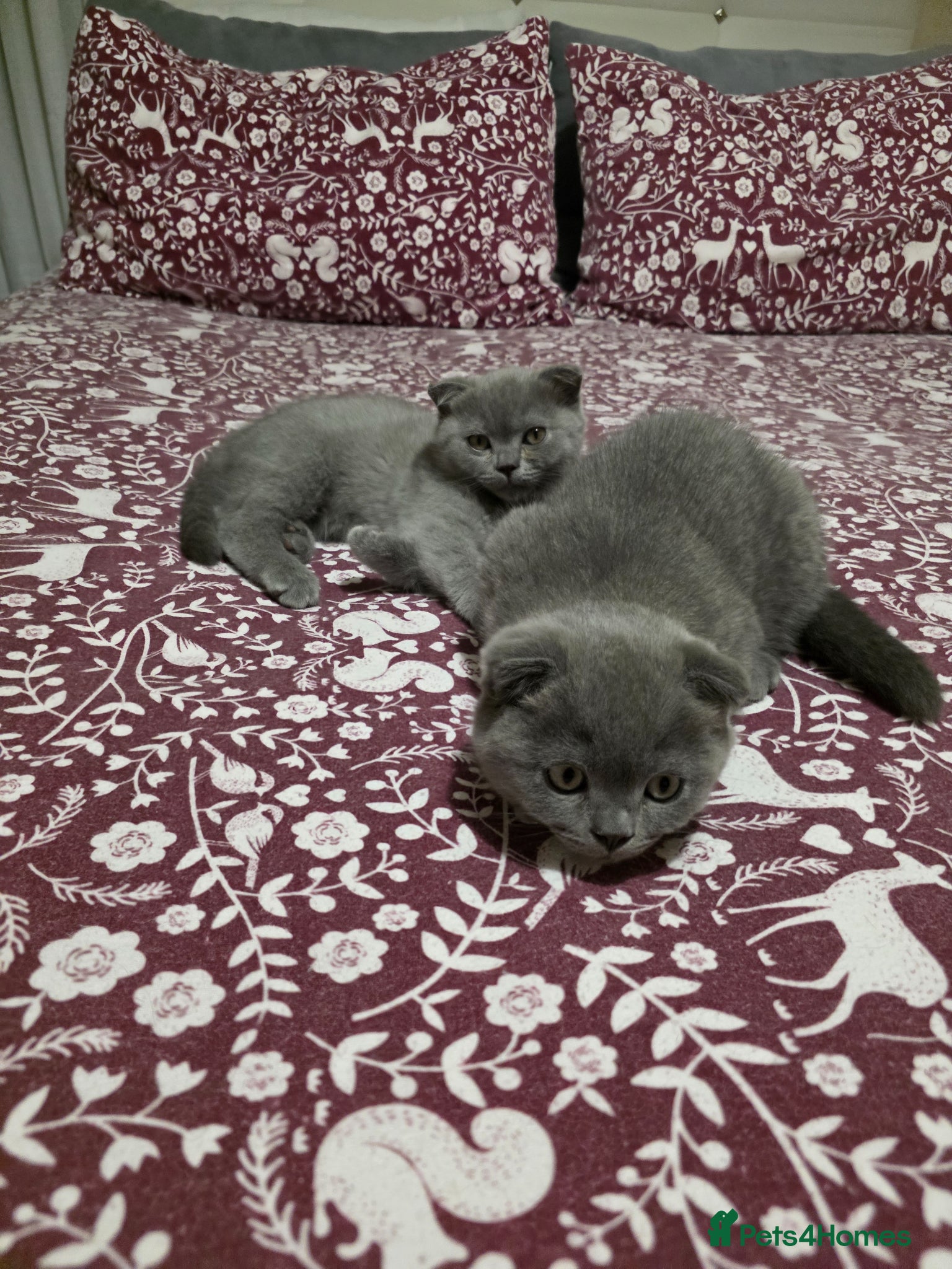 Scottish Fold cats Blue Scottish fold  - Advert 3