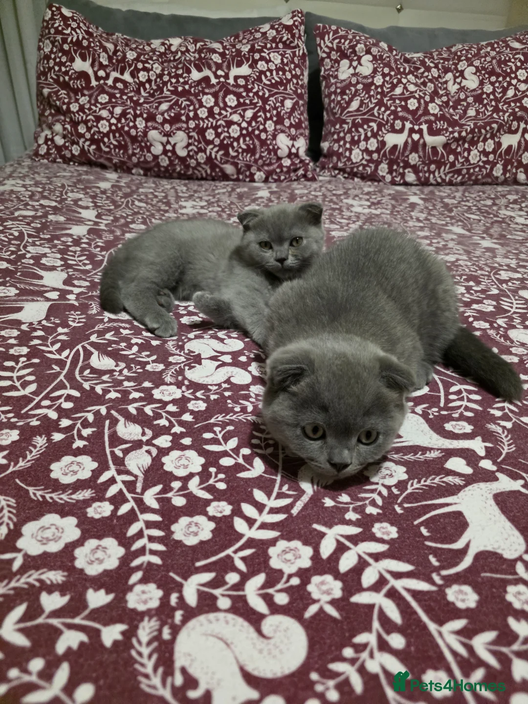 Scottish Fold cats for sale: Blue Scottish fold  - Advert 1