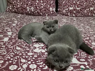 Scottish Fold cats Blue Scottish fold - Advert 3
