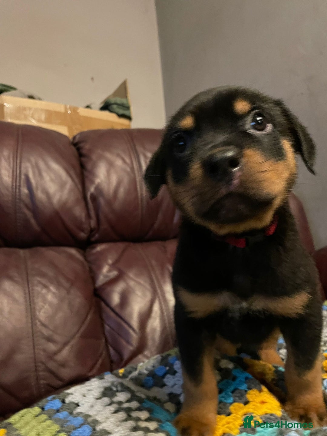 Rottweiler dogs for sale: * *photos updated Rottweiler puppies KC reg - Advert 29