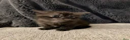 Scottish Fold cats for sale: Ragdoll x Scottish Fold - litter of 4!  - Advert 26