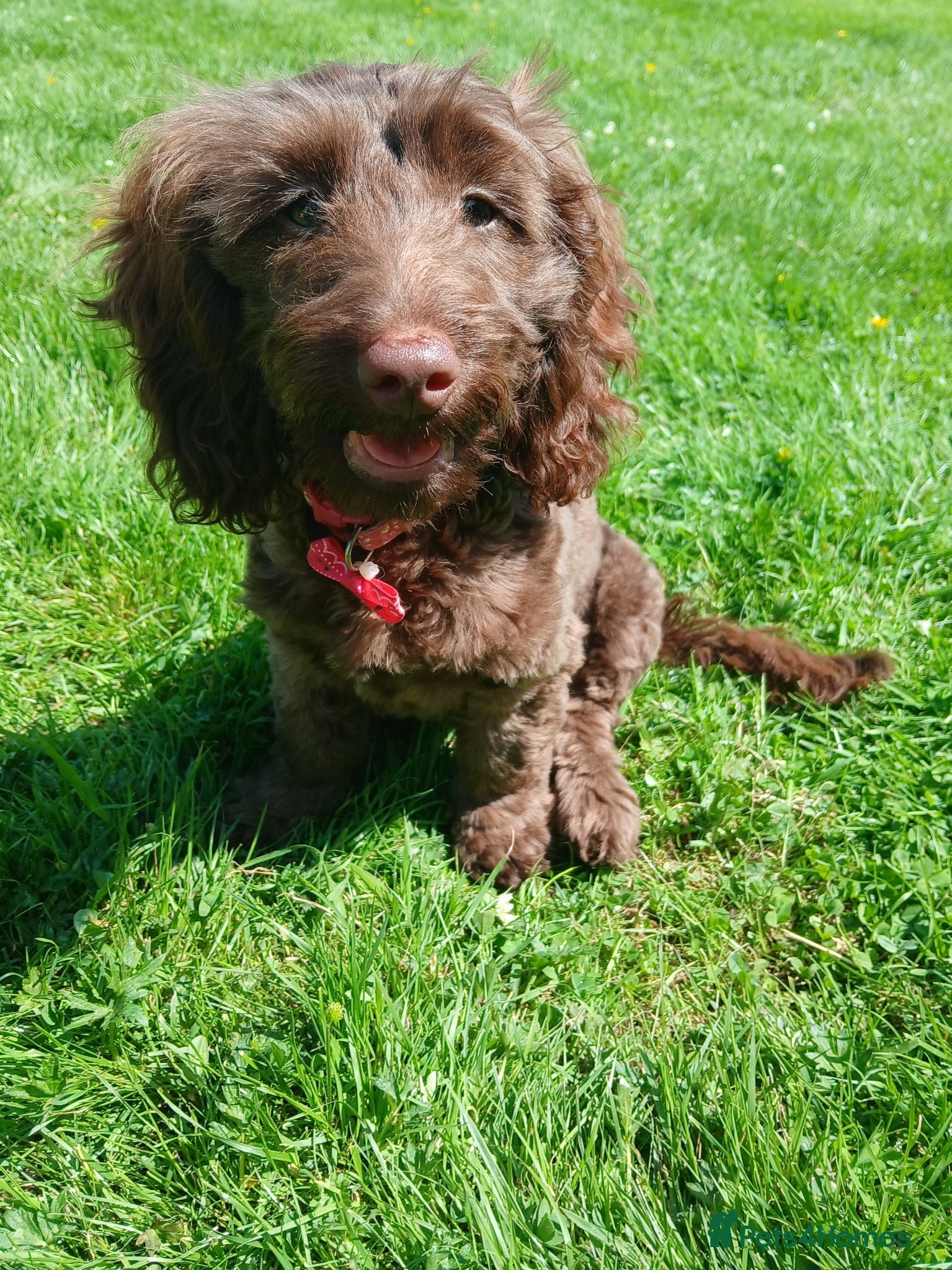Mixed Breed dogs Cockapoo Cross 4.5mths - Advert 16