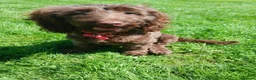 Mixed Breed dogs for sale: Cockapoo Cross 4.5mths - Advert 1