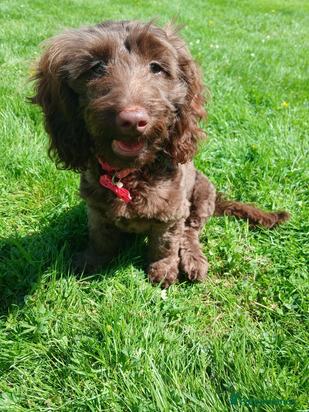 Mixed Breed dogs for sale: Cockapoo Cross 4.5mths - Advert 1