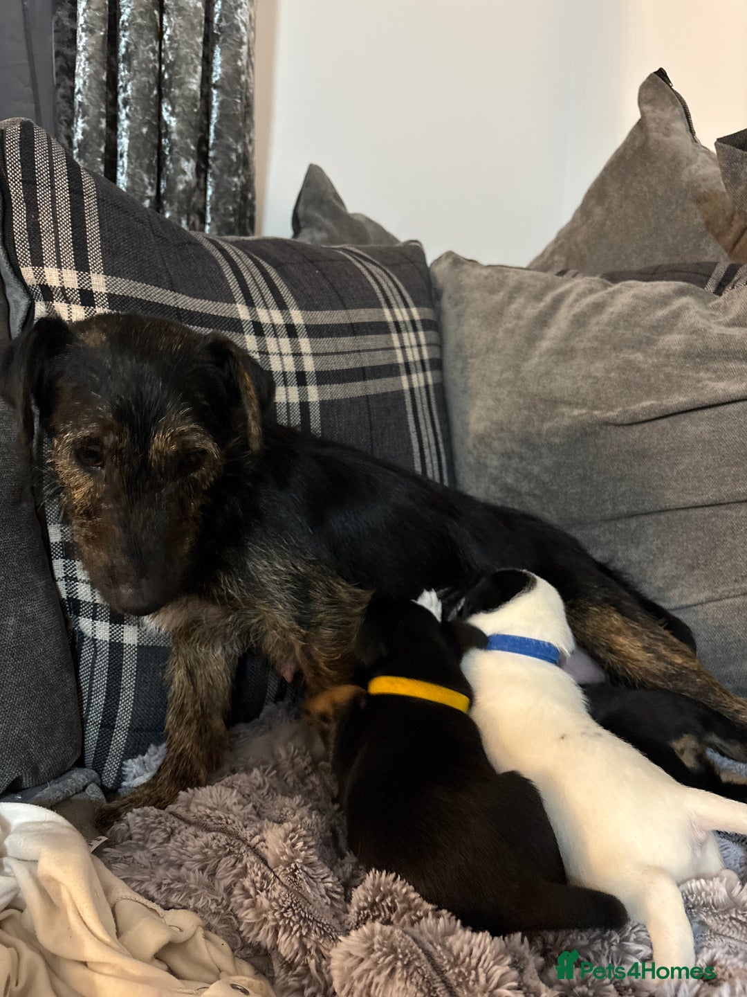 Jack Russell dogs for sale: 5 JACK RUSSEL PUPPIES - Image 8
