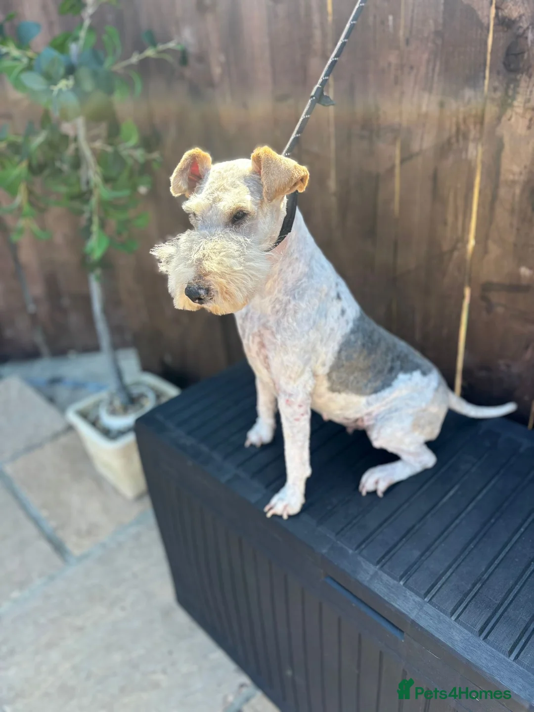 Fox Terrier dogs for sale: Beautiful Fox Terrier Girl (Roxy) - Advert 1