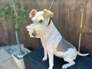 Fox Terrier dogs Beautiful Fox Terrier Girl (Roxy) - Advert 5