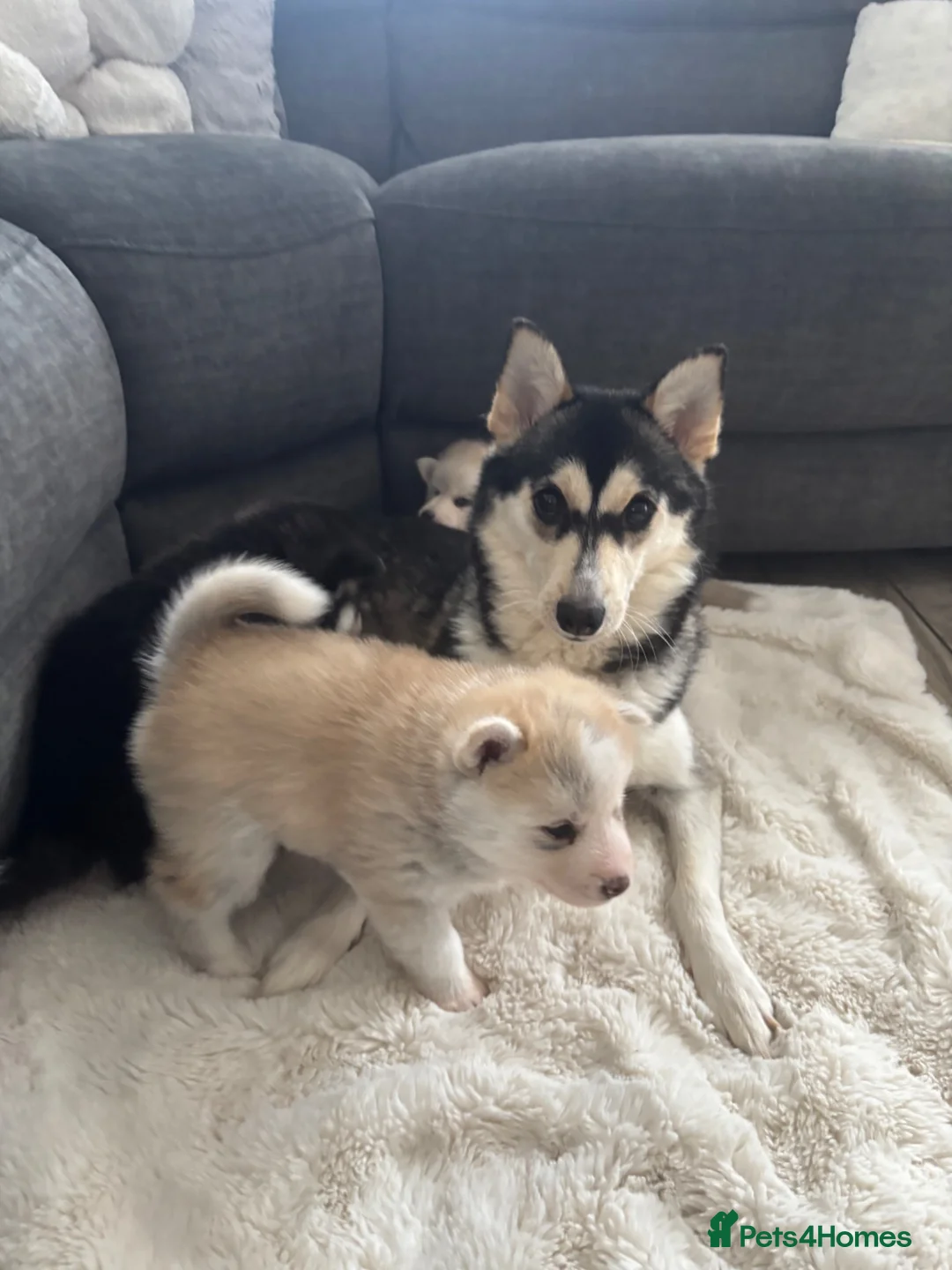 Pomsky dogs for sale: Last gorgeous boy left f3 pomsky - Advert 2