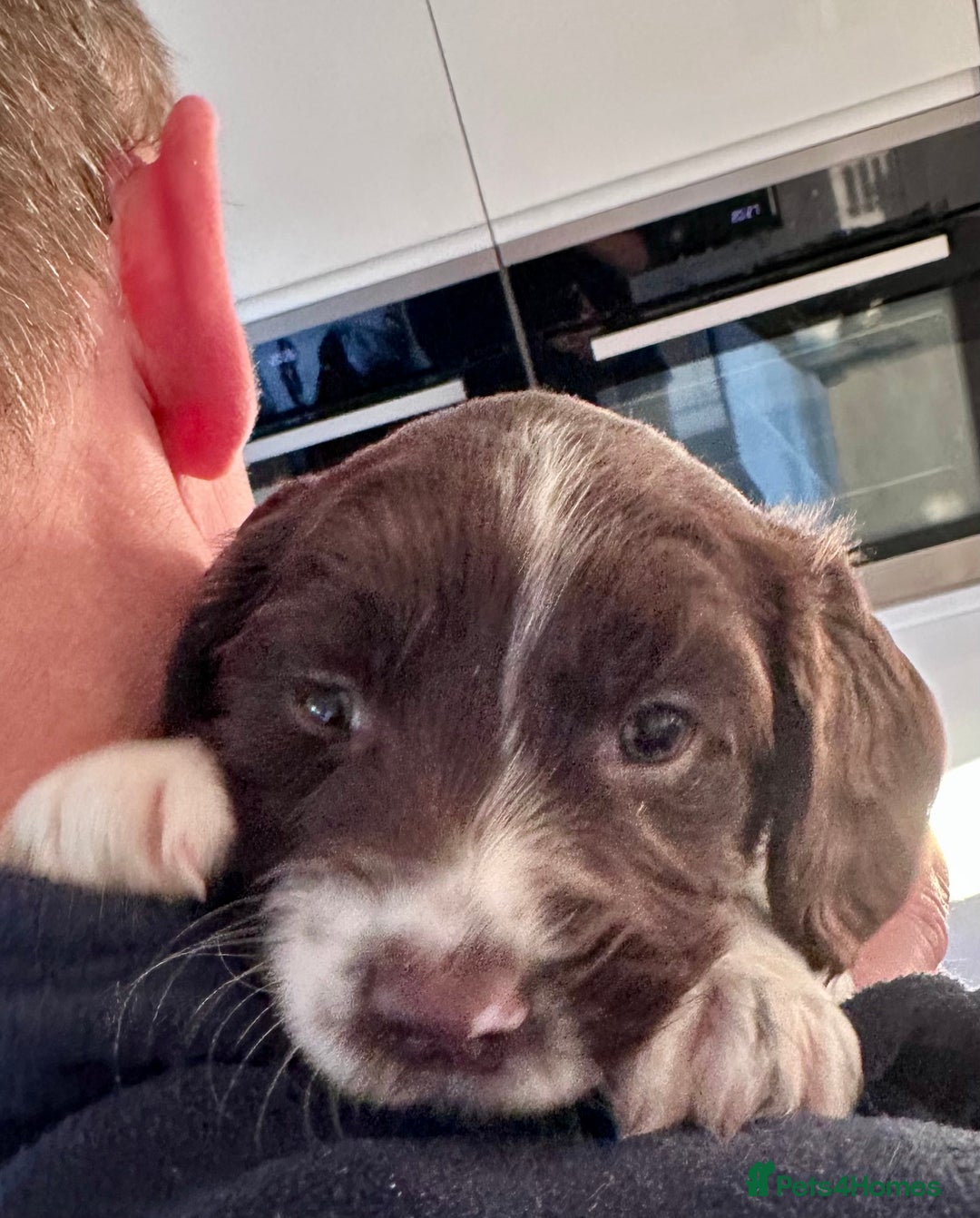 English Springer Spaniel dogs for sale: Springer Spaniels - Image 30