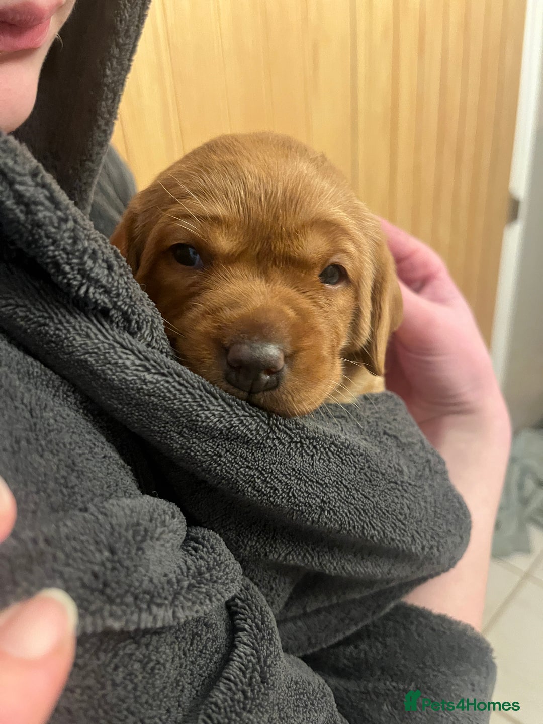 Labrador Retriever dogs for sale: KC Fox Red labradors - Advert 10