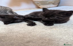 Mixed Breed cats for sale: Kittens for sale - Image 4