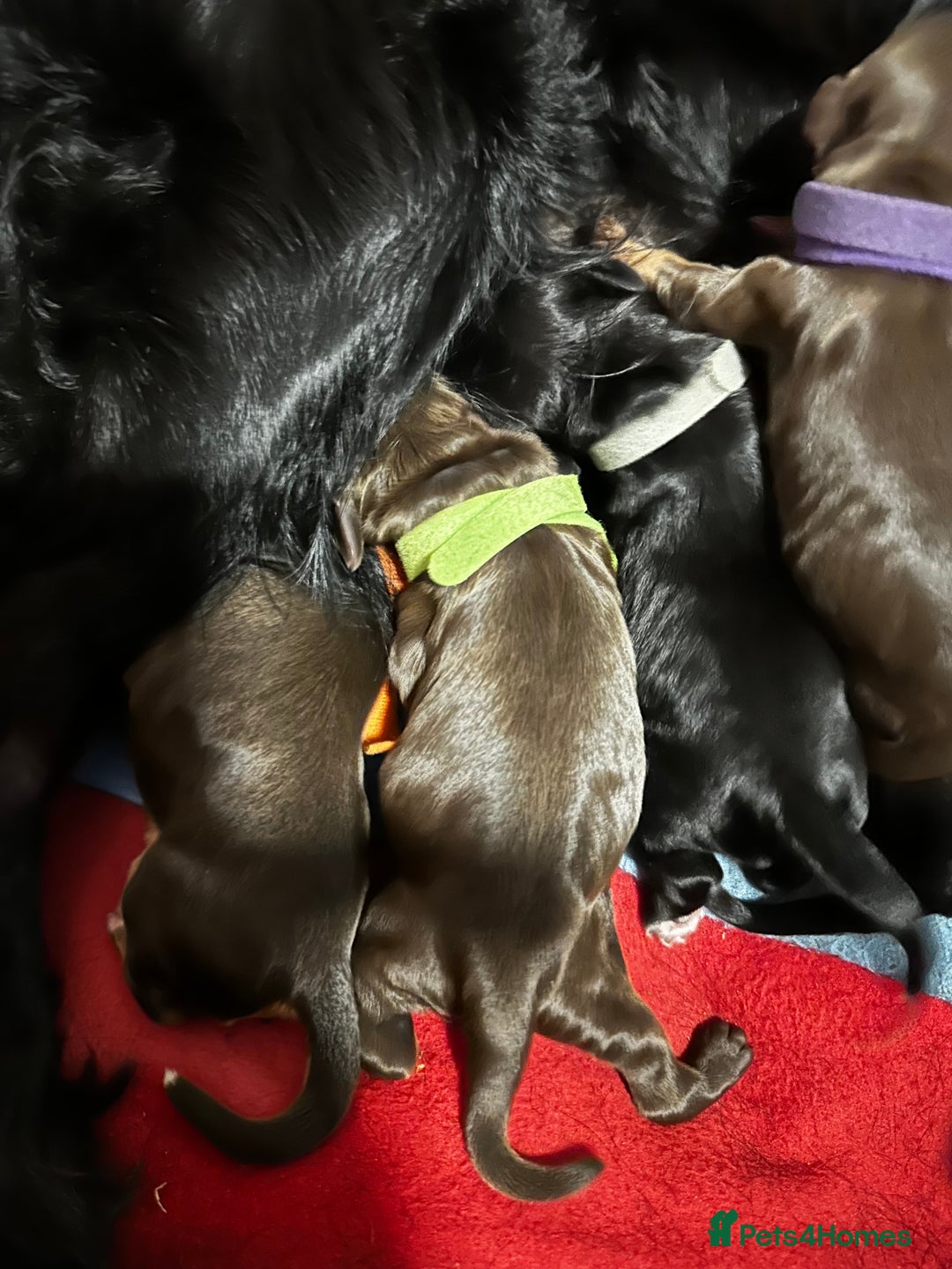 Cocker Spaniel dogs for sale: 🐾 Adorable Cocker Spaniel Puppies - Ready Soon!🐾 - Advert 18