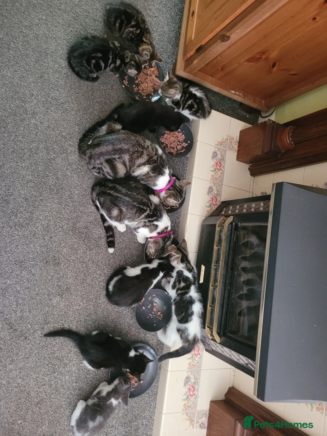 Mixed Breed cats for sale: 7 adorable kittens ready for a new home - Advert 1