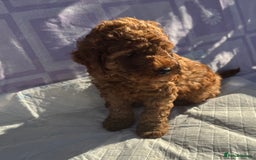 Cockapoo dogs for sale: Gorgeous Cockerpoo F1b - Image 22