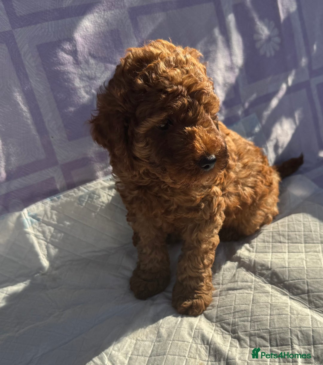 Cockapoo dogs for sale: Gorgeous Cockerpoo F1b - Image 22