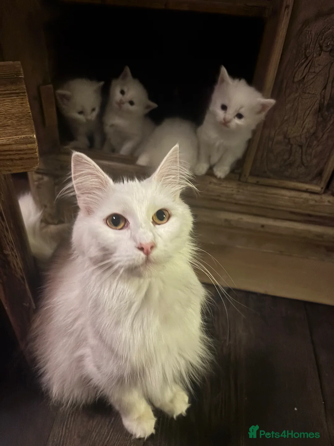 Norwegian Forest Cat cats for sale: Snow White would be proud!  - Advert 1