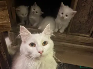 Norwegian Forest Cat cats Snow White would be proud! - Advert 1