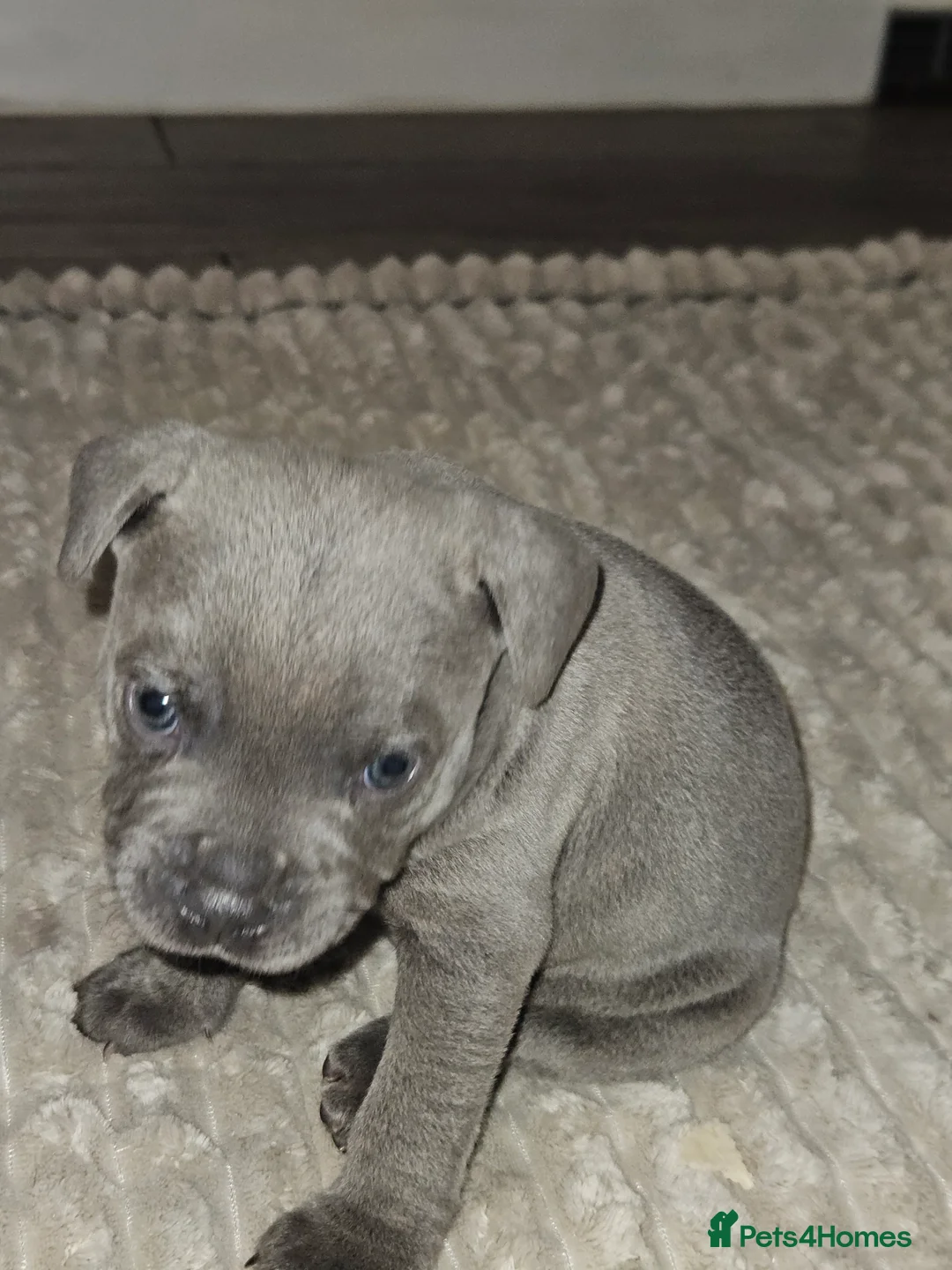 Staffordshire Bull Terrier dogs for sale: Blue staffordshire bull terrier pups - Advert 13