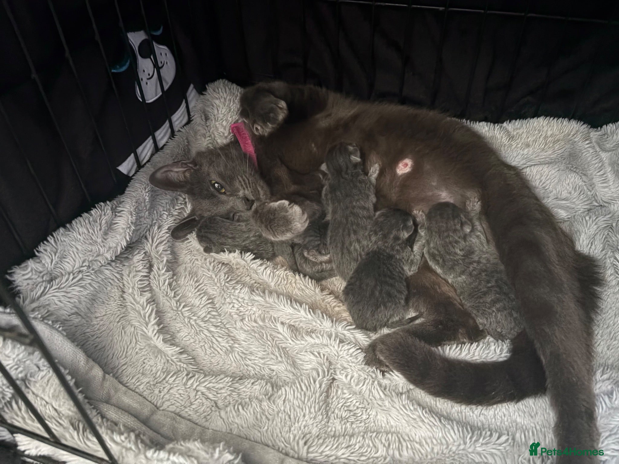 Mixed Breed cats  British Shorthair X kittens - Advert 1
